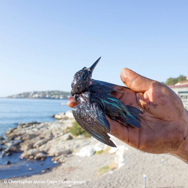 Τηλέφωνα επικοινωνίας για τα θαλάσσια ζωάκια – θύματα της μόλυνσης