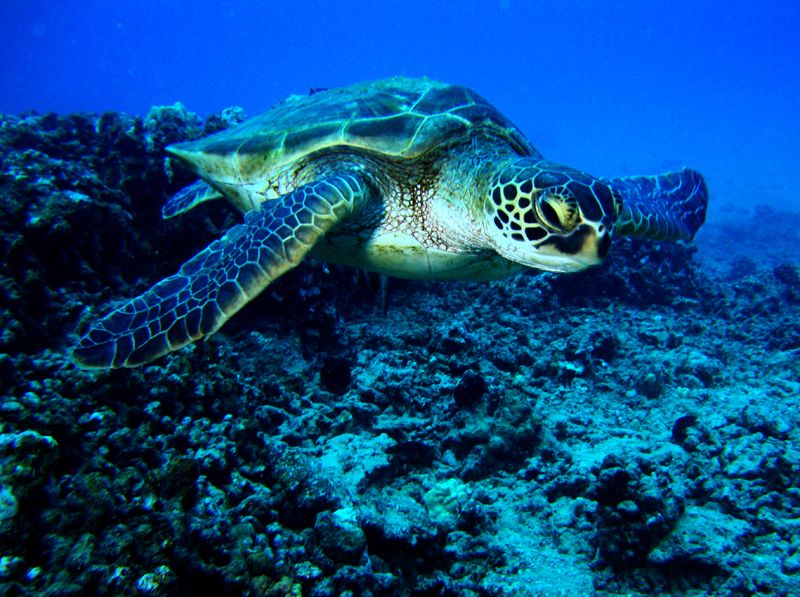 Ο ΑΡΧΕΛΩΝ δήλωσε στο Alimos Online: «Είμαστε σε ετοιμότητα αν βρεθούν μικρές χελωνίτσες με μαζούτ»
