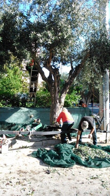 Λιομαζώματα για τρίτη συνεχόμενη χρονιά στον Δήμο Αλίμου