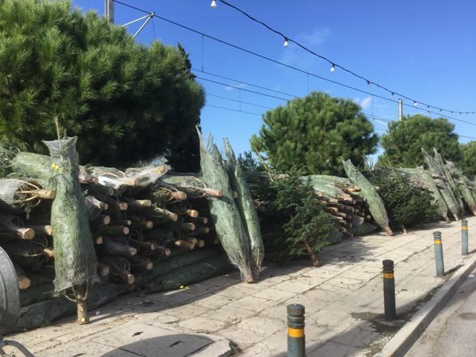Τα χριστουγεννιάτικα δέντρα «εμφανίστηκαν» στην Ποσειδώνος