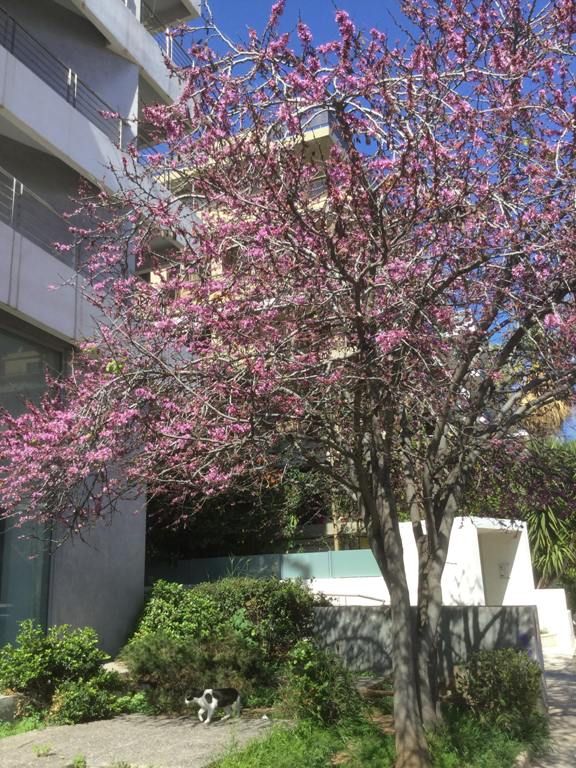 Ξεκίνησε σήμερα η πιο ανθισμένη εποχή του χρόνου, η Άνοιξη