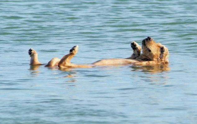 Το Ελληνικό Κέντρο Εκπαίδευσης Σκύλων στον Άλιμο, διοργανώνει σεμινάριο «Διακοπές με τον σκύλο μου»