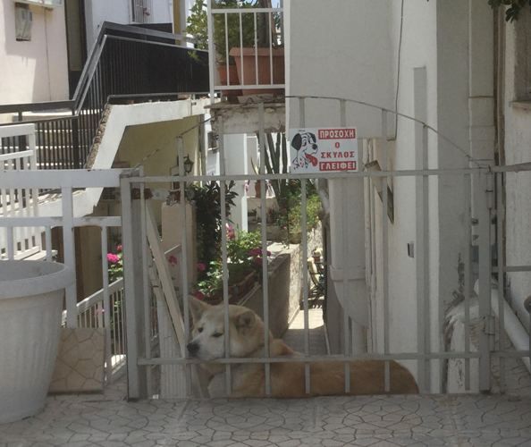 Προσοχή…ο σκύλος γλείφει