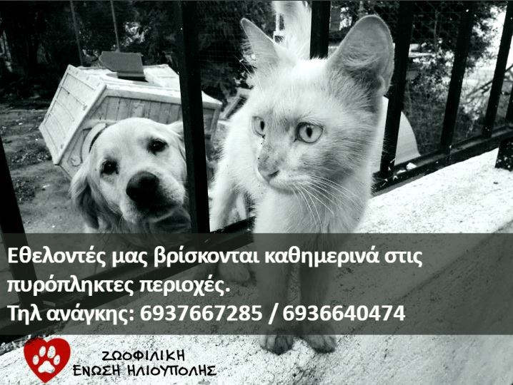 Εθελοντές της Ζωοφιλικής Ένωσης Ηλιούπολης βρίσκονται καθημερινά στις πυρόπληκτες περιοχές