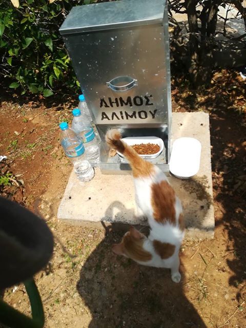 Φαγητό και νερό στα αδεσποτάκια μας