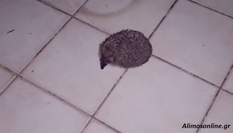Σκαντζοχοιράκι βρέθηκε στο Καλαμάκι