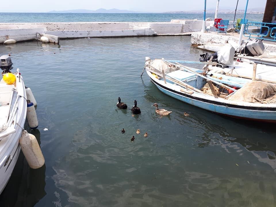 Γεννητούρια στο μικρό λιμανάκι του Αλίμου - Η πάπια και τα παπάκια της