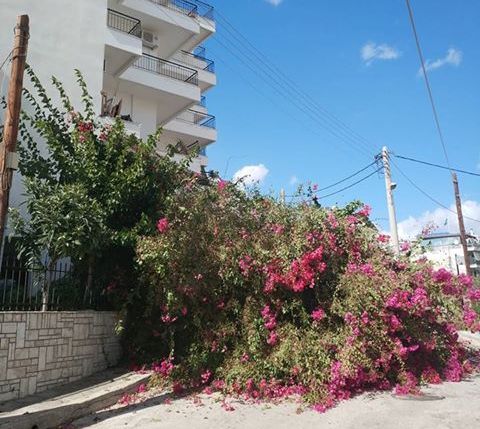 Έπεσε η βουκαμβίλια της οδού Κίμωνος – Διακοπή ρεύματος στην οδό