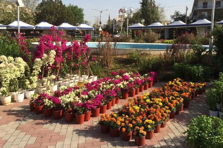 Ηλιούπολη: Σε λίγες ημέρες ξεκινά η «Γιορτή των Λουλουδιών»