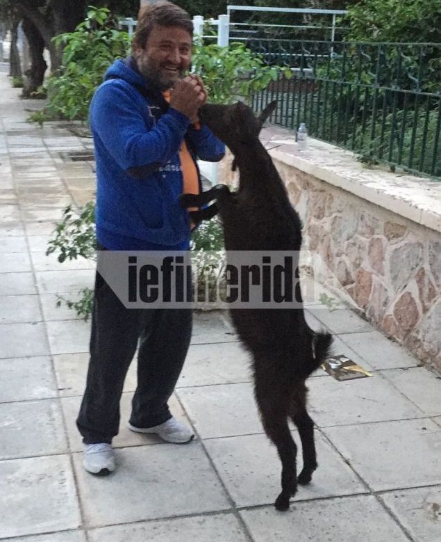 Το κατσικάκι που έχει τρελάνει το Παλαιό Φάληρο με τις βόλτες του