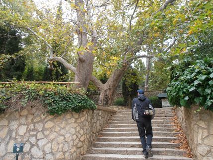 Περίπατος στο δάσος της Καισαριανής, με ειδική τιμή για τους Αλιμιώτες και τις Αλιμιώτισσες
