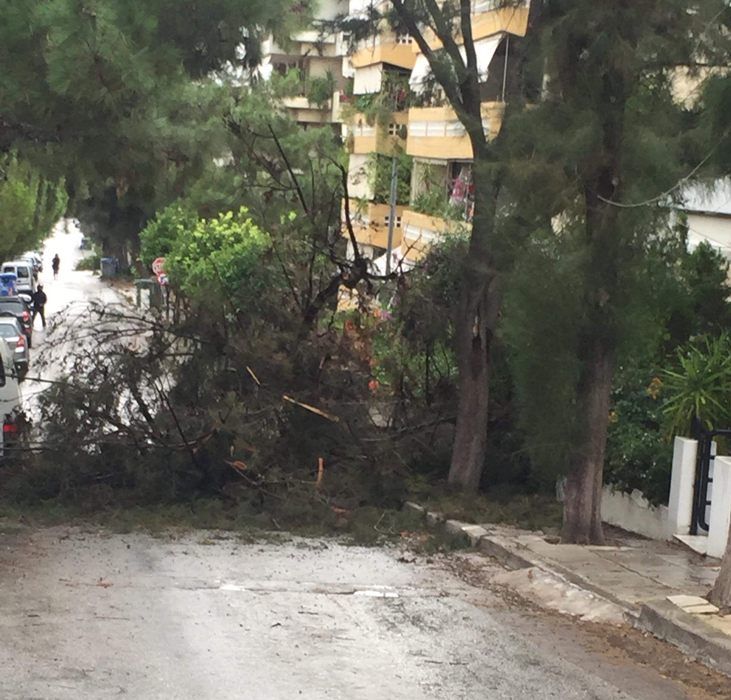 Δέντρο έπεσε στην οδό Λυσικράτους