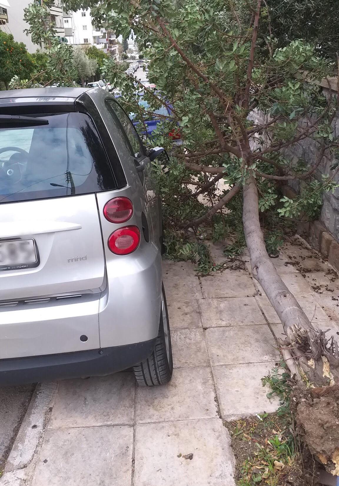 Ένα ακόμη δέντρο «υποχώρησε» από τους δυνατούς ανέμους