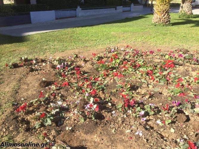 Ξερίζωσαν, πάτησαν και κατέστρεψαν τα όμορφα φυτά της Πλατείας Καρατζά