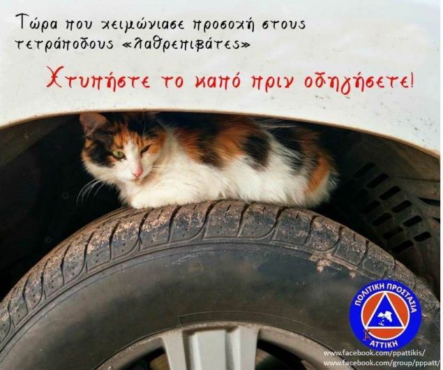 H Πολιτική Προστασία Αττικής δίνει οδηγίες για τα προσέξετε τα γατάκια που κουλουριάζονται στα αυτοκίνητα