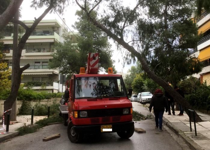 Κοπή πεύκου στην οδό Θεμιστοκλέους