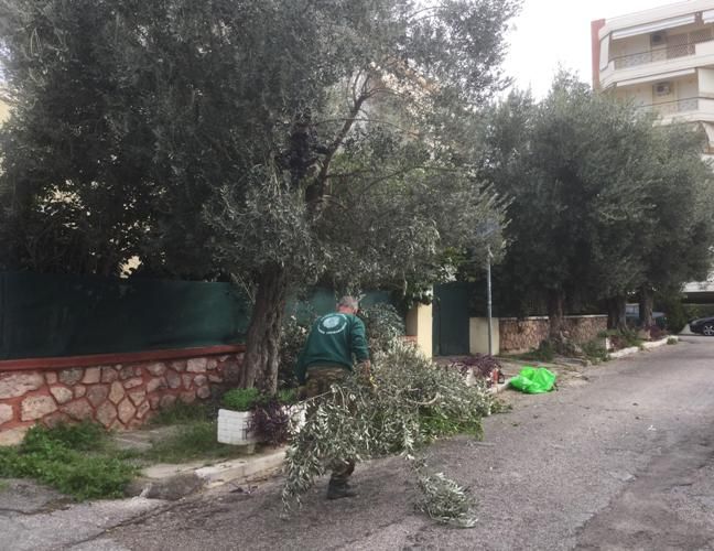 Ξεκίνησε το κλάδεμα των ελιών στο Καλαμάκι
