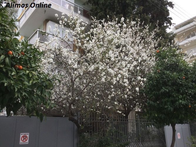 Άνθισαν οι αμυγδαλιές του Αλίμου