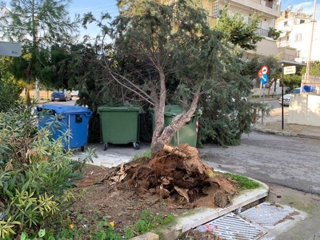 Ξεριζώθηκε δένδρο στο Καλαμάκι