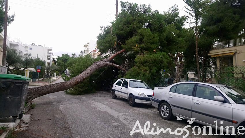 Πτώση δέντρου και διακοπή ρεύματος στην οδό Οδυσσέα Ανδρούτσου