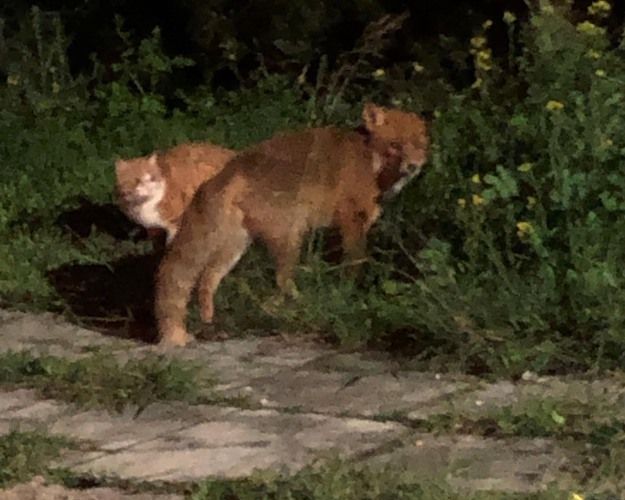 Βουλιαγμένη: Εκεί που οι γάτες και αλεπούδες ζουν αρμονικά