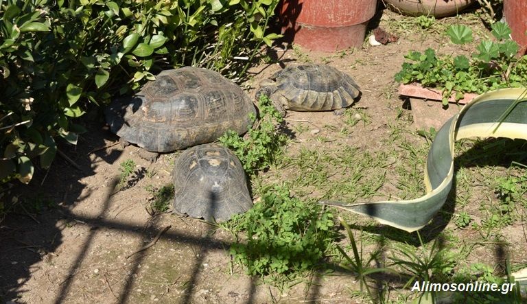 Το σπίτι με τις χελώνες στο Καλαμάκι