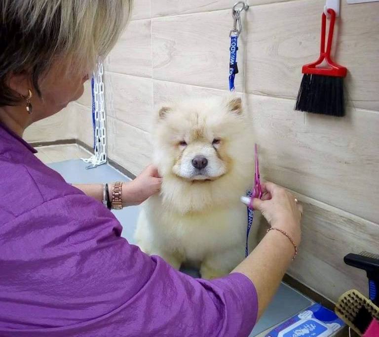 Pet Joint:  Γιατί και τα σκυλάκια μας θέλουν το grooming τους