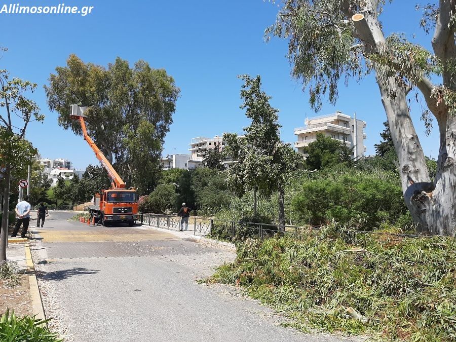 Κλαδεύονται οι ευκάλυπτοι της οδού Αγίου Δημητρίου στο Καλαμάκι