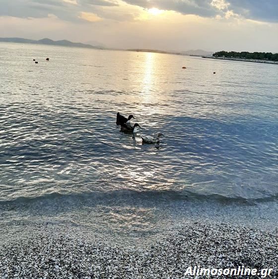 Όταν τα παπάκια του Αλίμου βγαίνουν στην αμμουδιά