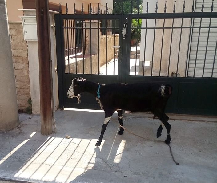 Κατσίκα βρέθηκε να περιφέρεται σε δρόμο του Αλίμου