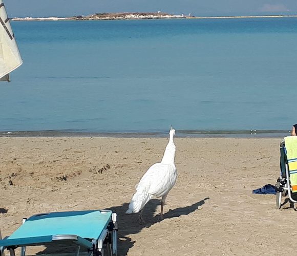 Το παγώνι του Balux που αγναντεύει