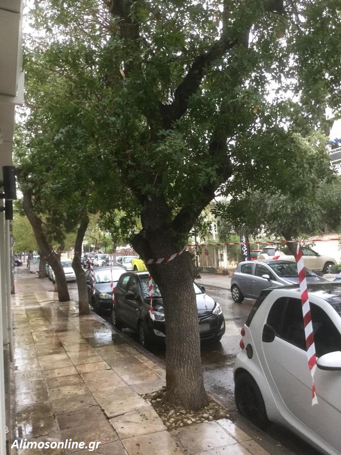 Θα κλαδευτούν οι ψευδοπιπεριές της Αριστοτέλους αύριο