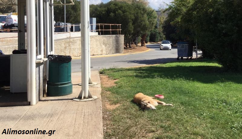 Ο «άγρυπνος» φρουρός της Μαρίνας Αλίμου