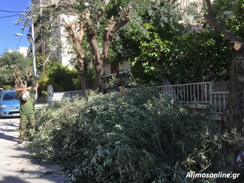 Κλαδεύτηκαν οι ελιές της οδού Σόλωνος