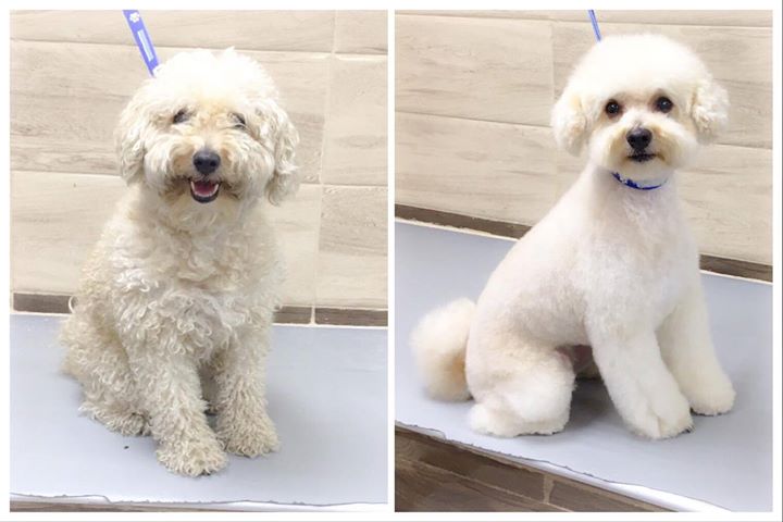 Pet Joint:  Γιατί και τα σκυλάκια μας θέλουν το grooming τους
