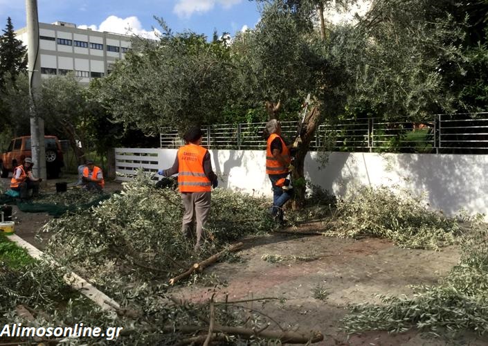 Συνεχίζεται το μάζεμα ελιάς από τα δέντρα του Αλίμου