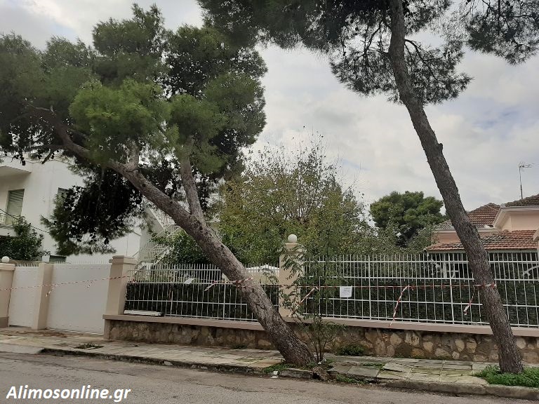 Το πεύκο της οδού Ανδρούτσου θα κλαδευτεί αύριο ώστε να μην πέσει