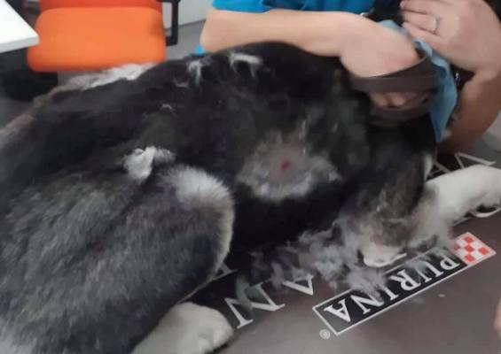 Φάληρο: Πυροβόλησαν σκύλο σε μπαλκόνι με αεροβόλο