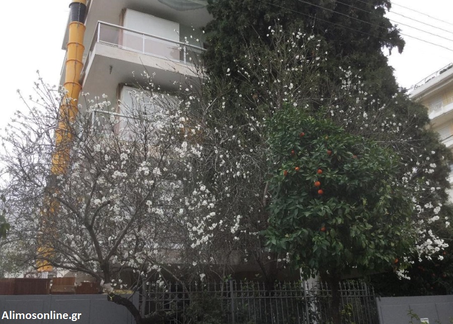 Άνθισαν οι αμυγδαλιές της πόλης μας