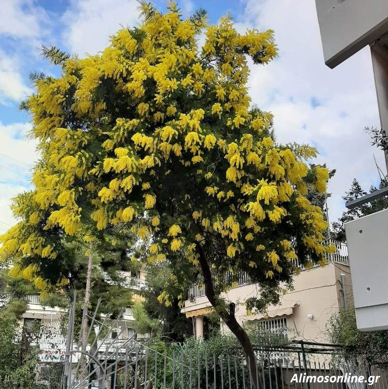 Η άνοιξη στον Άλιμο είναι υπέροχη