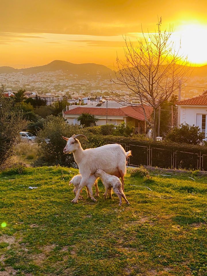 Τα νεογέννητα κατσικάκια της Βάρης