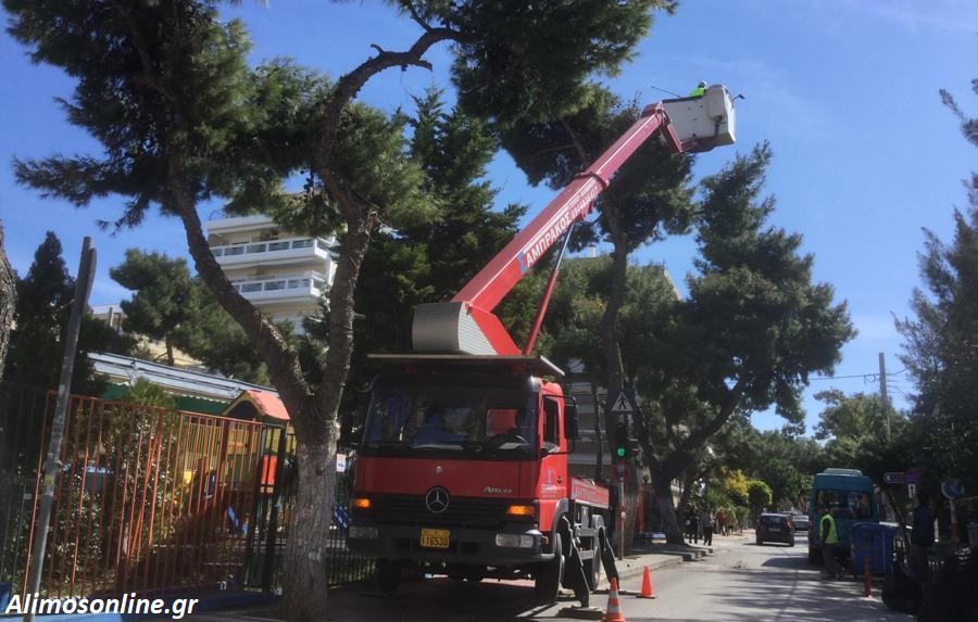 Καθαρισμός πεύκων από τις κάμπιες