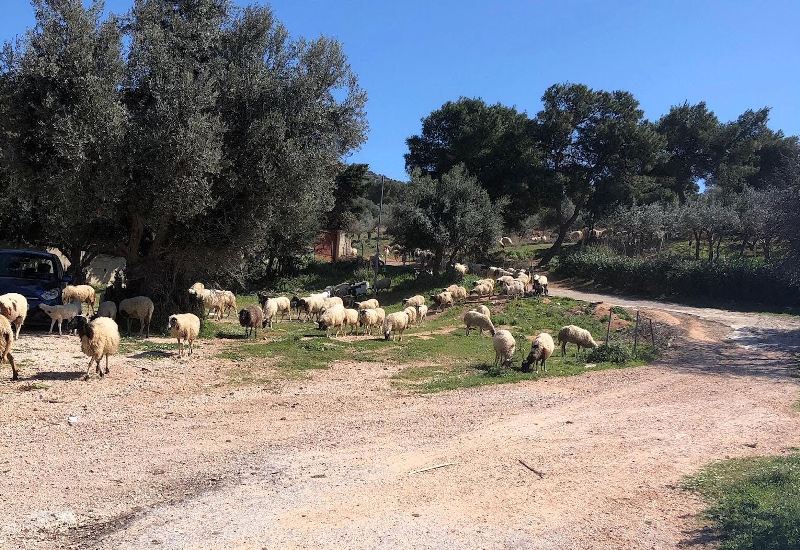 Προβατάκια στο Κόρμπυ Βάρης