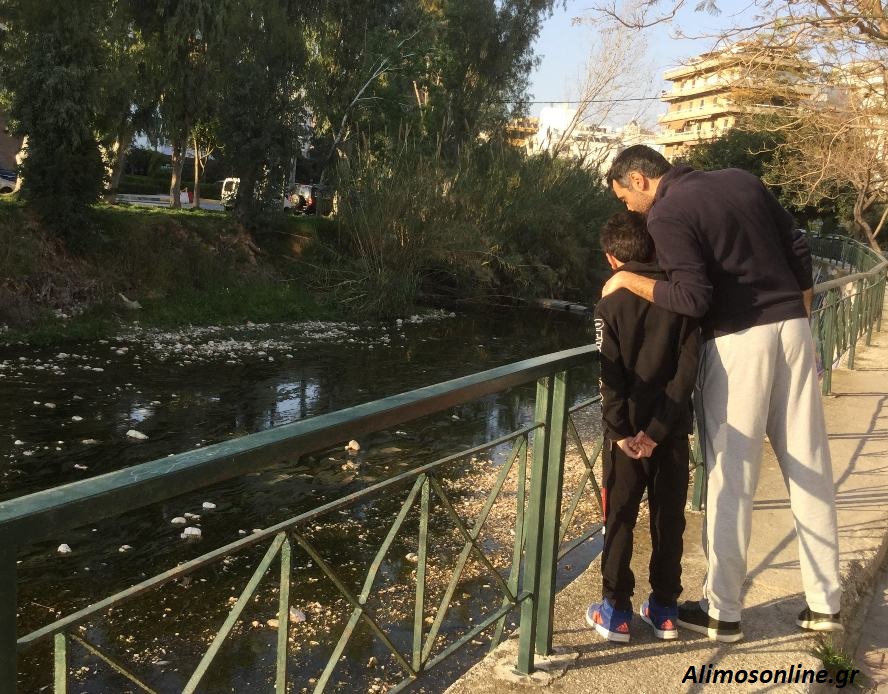 To βατράχια ξύπνησαν από τη χειμερία νάρκη και καλούν τους συντρόφους για αναπαραγωγή στο Ρέμα Πικροδάφνης στον Άλιμο