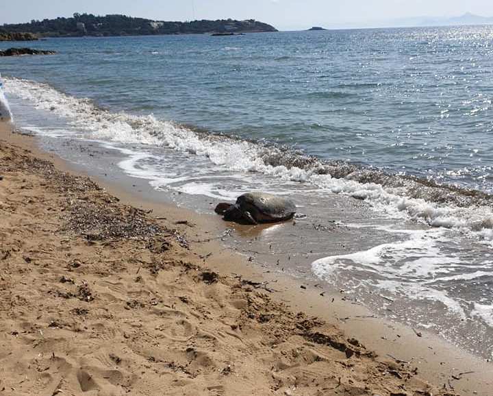 Μία θαλάσσια χελώνα βρέθηκε νεκρή σε ακτή της Βουλιαγμένης