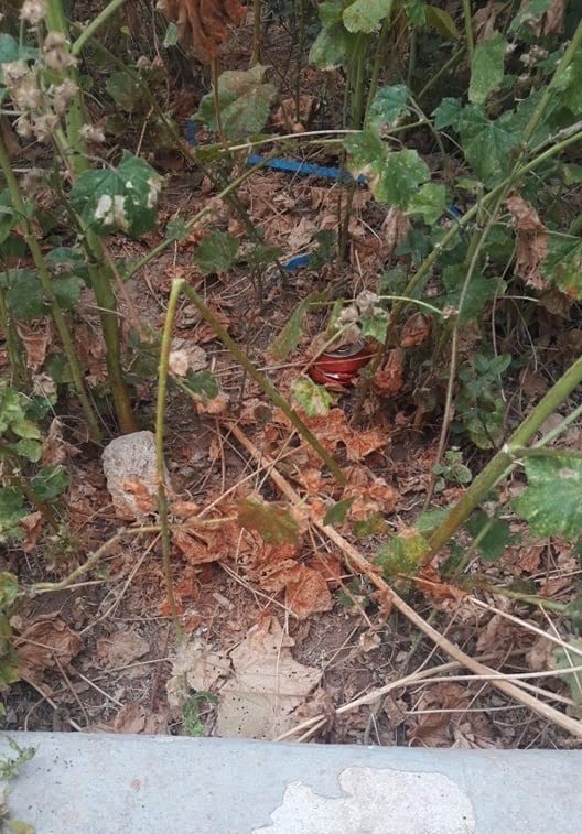 Προσοχή: Έχει ψεκαστεί με κόκκινο πιπέρι ένα σημείο στο Καλαμάκι – Τοξικό για τα σκυλιά
