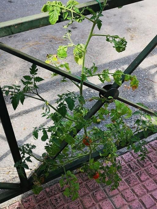 Μία ντοματιά που φύτρωσε στο πεζοδρόμιο της Θουκυδίδου