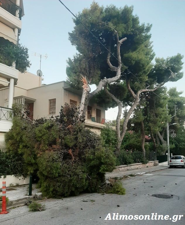 Πτώση δέντρου στο Καλαμάκι