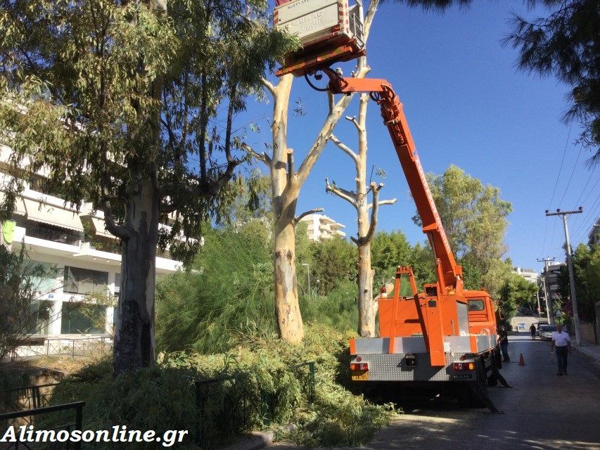Κλαδεύτηκαν οι ευκάλυπτοι της οδού Αγ. Δημητρίου