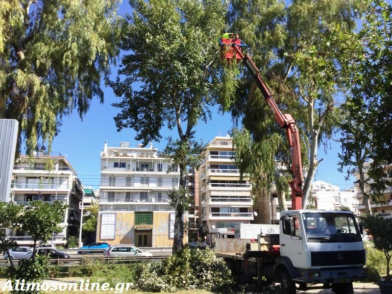 Κλαδεύονται οι ευκάλυπτοι στην παραλία